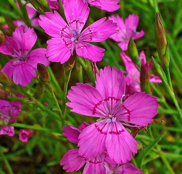 Gozdzik kropkowany  Dianthus deltoides Encyklopedia roślin: Gozdzik kropkowany  Dianthus deltoides