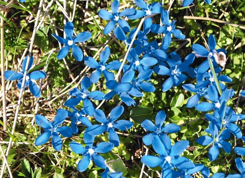 GORYCZKA WIOSENNA (GENTIANA VERNA)