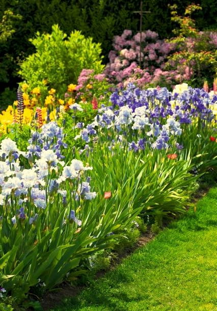 Kosaćce bródkowe rozrastają się w szerokie kępy. Warto sadzić obok siebie odmiany wcześniejsze i późniejsze. Wówczas irysowa rabata kwitnie długo. Kosaćce bródkowe rozrastają się w szerokie kępy. Warto sadzić obok siebie odmiany wcześniejsze i późniejsze. Wówczas irysowa rabata kwitnie długo.