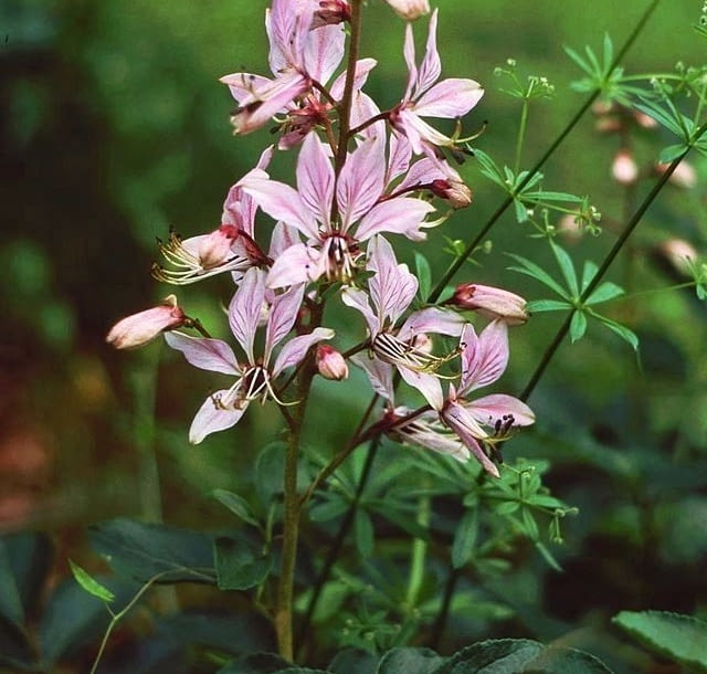 Encyklopedia roślin: Dictamnus albus