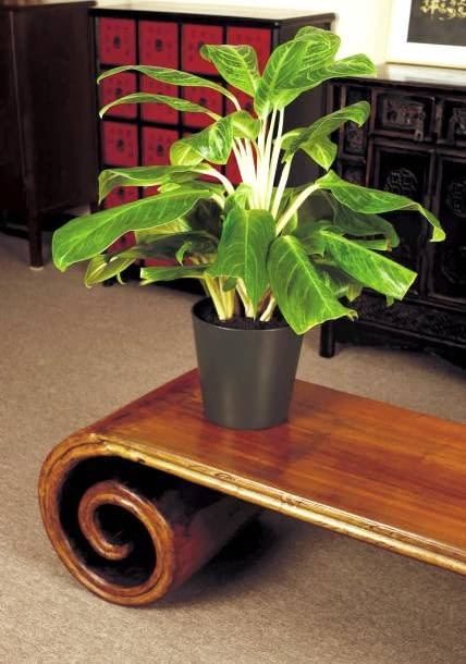 13.05.2003 WARSZAWA GALERIA MEBLI CHINSKICH SHANGRI LA PLAC BANKOWY ARANZACJA ROSLINNA ROSLINY DONICZKOWE DONICZKA CERAMIKA DREWNO CHINY AGLAONEMA AGLONEMA KING OF SIAM LAWA