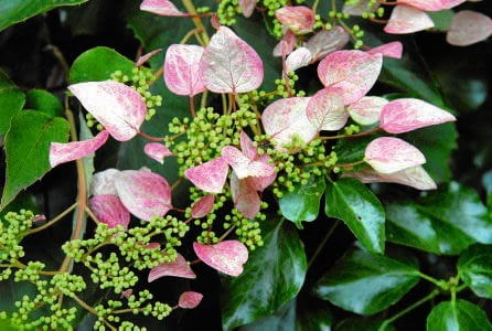 Przywarka japońska 'Roseum'