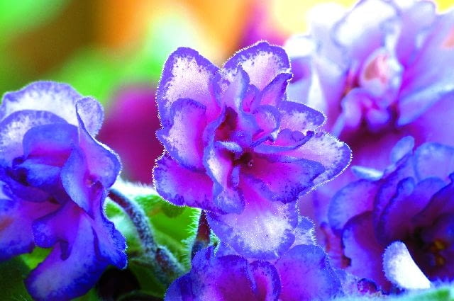 Odmiana mieszańcowa