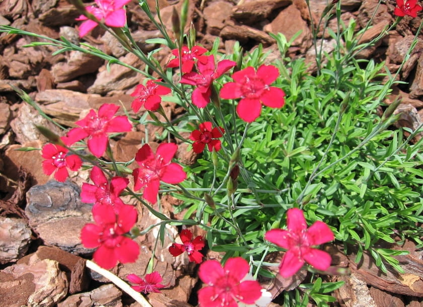 Encyklopedia roślin: Gozdzik kropkowany  Dianthus deltoides