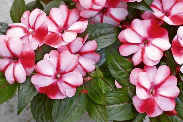 Niecierpek 'Purple Bi-colour' z serii Tamarinda