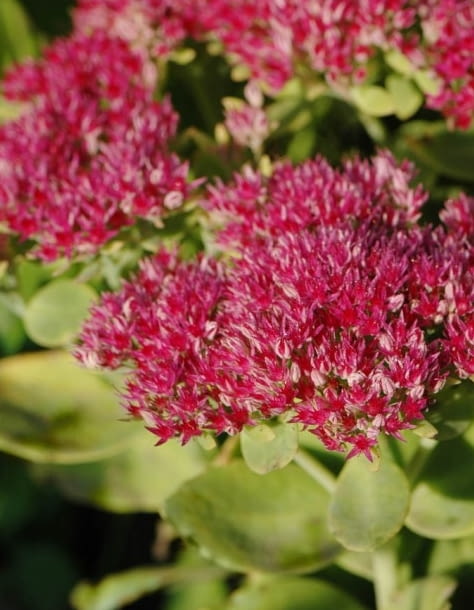 Encyklopedia roślin: Rozchodnik okazaly  Meteor