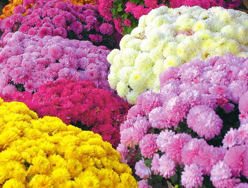 KWIATOSTANY CHRYZANTEM występują we wszystkich barwach tęczy, z wyjątkiem niebieskiej