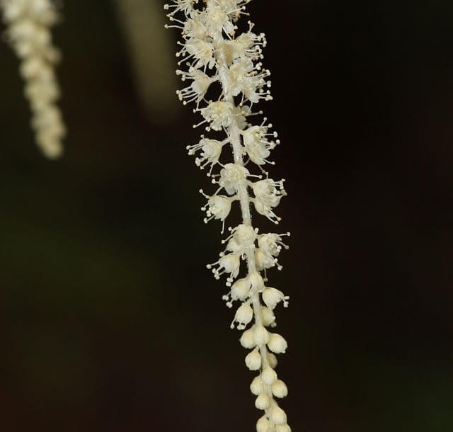 Encyklopedia roślin: Aruncus dioicus
