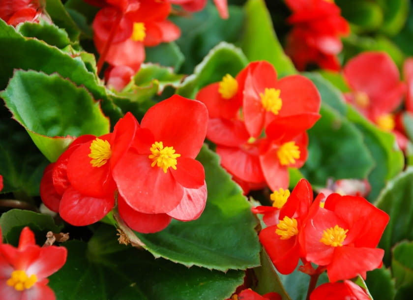 Begonia stale kwitnąca begonia stale kwitnąca