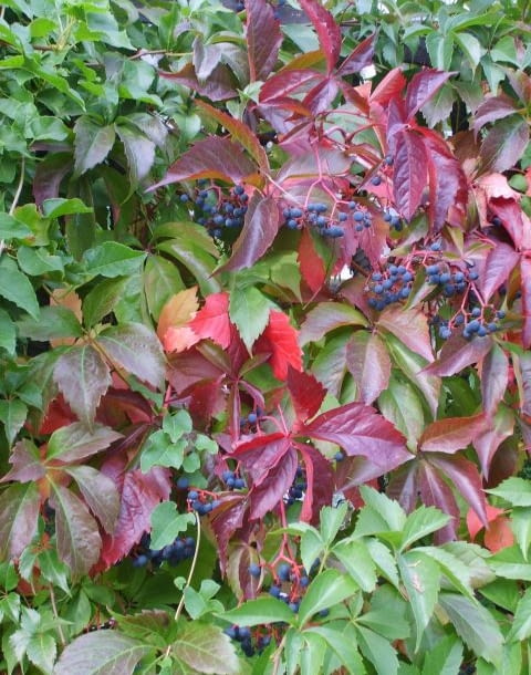 Encyklopedia roślin: 