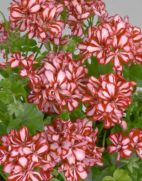 Pelargonia bluszczolistna 'Lollipop Red' (Pelargonium hederifolium), Vitroflora. Wyróżnia się karminowym obrzeżeniem różowych płatków. Mocno się krzewi.