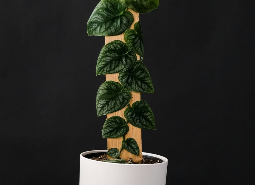 Monstera Dubia Monstera Dubia