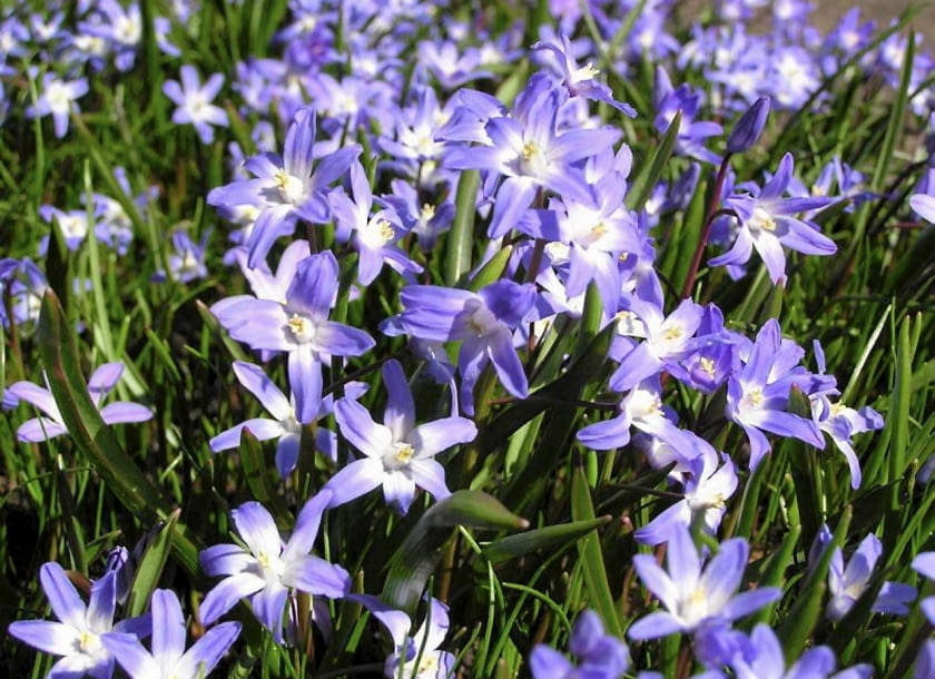 WIOSNA ROSLINY CEBULOWE KWIATY SNIEZNIK FOT. EWA NARKIEWICZ PUBLIKACJA KWIETNIK NR 4 (148) - 4 2007 SLOWA KLUCZOWE: ROSLINY KWIATY ZDJĘCIE DO WKŁADKI: PUBLIKACJA KWIETNIK NR 4 (148) - CZASOPISMA