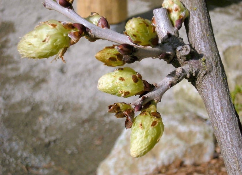 Na bocznych rozgałęzieniach pędów pozostawiamy 2-3 pąki kwiatowe.