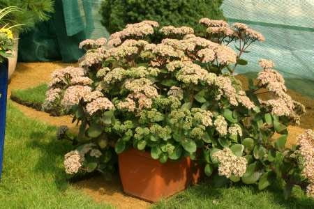 05.09.03 ZABORZE WOJEWODZTWO SLASKIE FIRMA PLANTPOL BYLINY ROSLINY BALKONOWE SEDUM SPECTABILE ROZCHODNIK OKAZALY