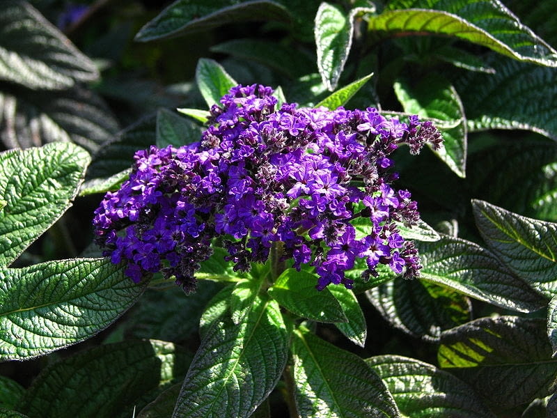 Heliotrop peruwianski Heliotropium peruvianum ma Encyklopedia roślin: Heliotrop peruwianski Heliotropium peruvianum ma