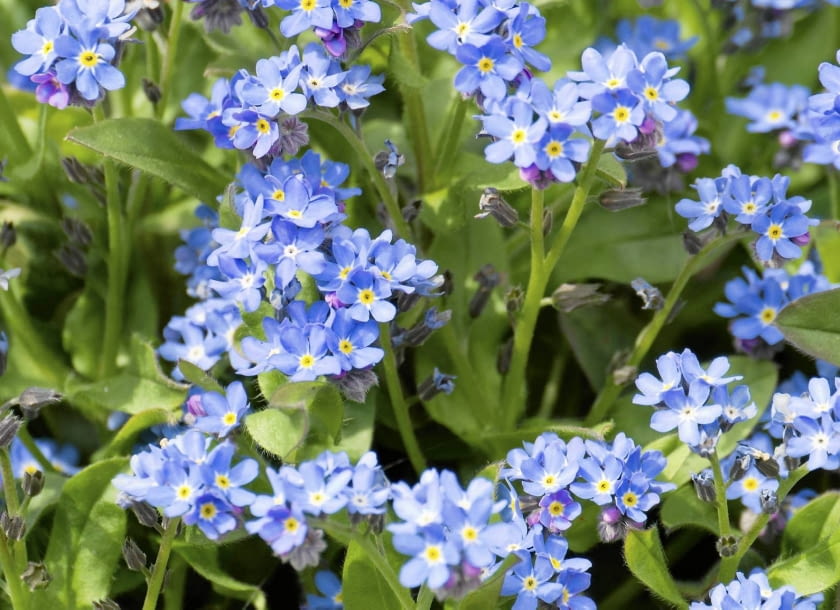 Niezapominajka błotna Niezapominajka błotna