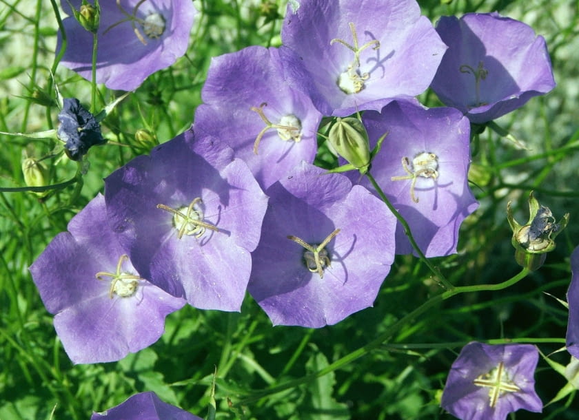 Encyklopedia roślin: Dzwonek karpacki  Campanula carpatica