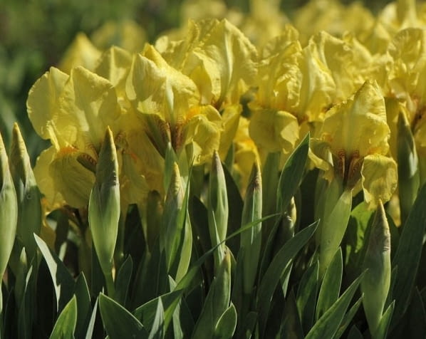 Kosaciec niski  Iris pumila Encyklopedia roślin: Kosaciec niski  Iris pumila