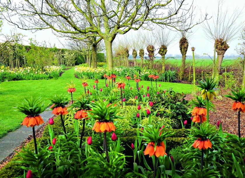 Okazy Korony cesarskiej nie powinny rosnąć w ścisku. Sadzi się je luźno, a miejsca pomiędzy nimi wypełnia np. tulipanami.