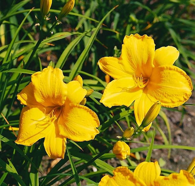 Encyklopedia roślin: 