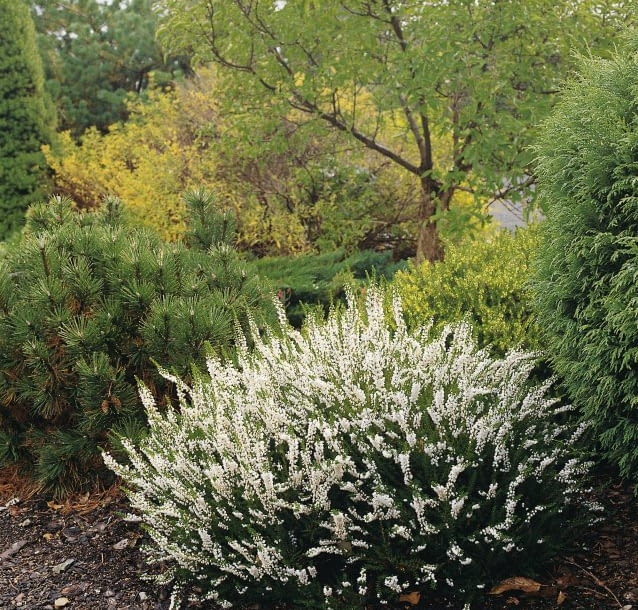 Wrzosy o białych kwiatach wrzosy