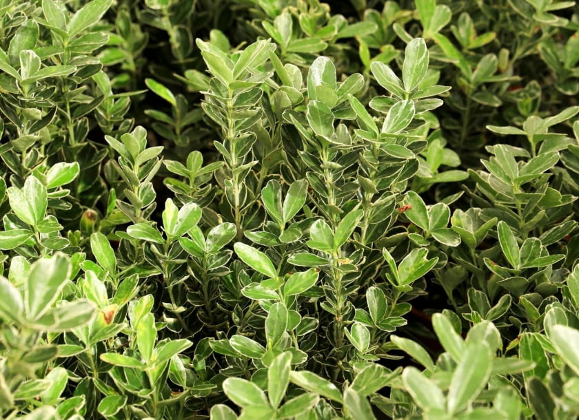 trzmielina japońska trzmielina japońska