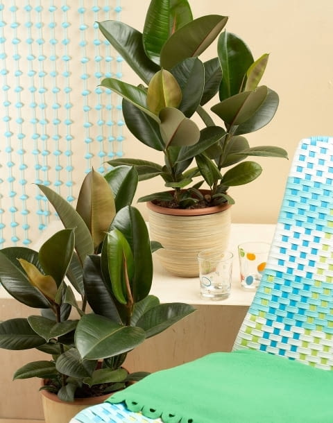 Encyklopedia roślin: Figowiec sprezysty  Ficus elastica