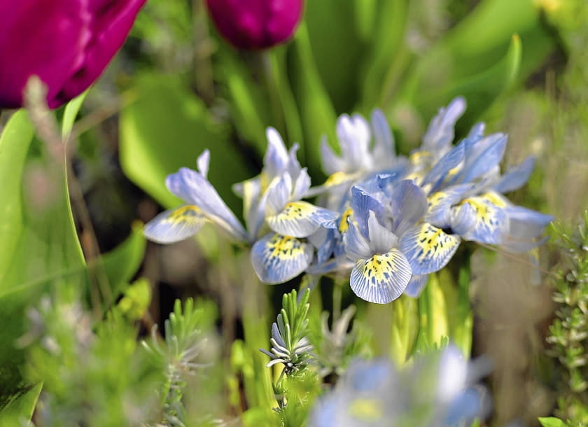 Irys żyłkowany (Iris reticulata) Ibulb, tuin SLOWA KLUCZOWE: Ibulb Happy Life Spring flowering bulbs Spring garden