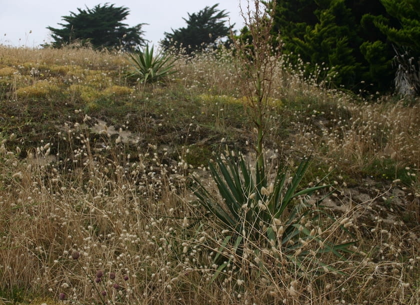 Encyklopedia roślin: Juka karolinska