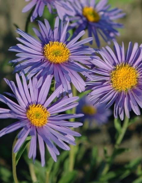 Encyklopedia roślin: Aster alpejski  Goliath