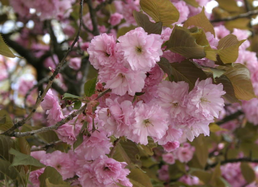 Wiśnia piłkowana (Prunus serrulata) 'Kanzan' ma różowe kwiaty Wiśnia piłkowana (Prunus serrulata) 'Kanzan' ma różowe kwiaty