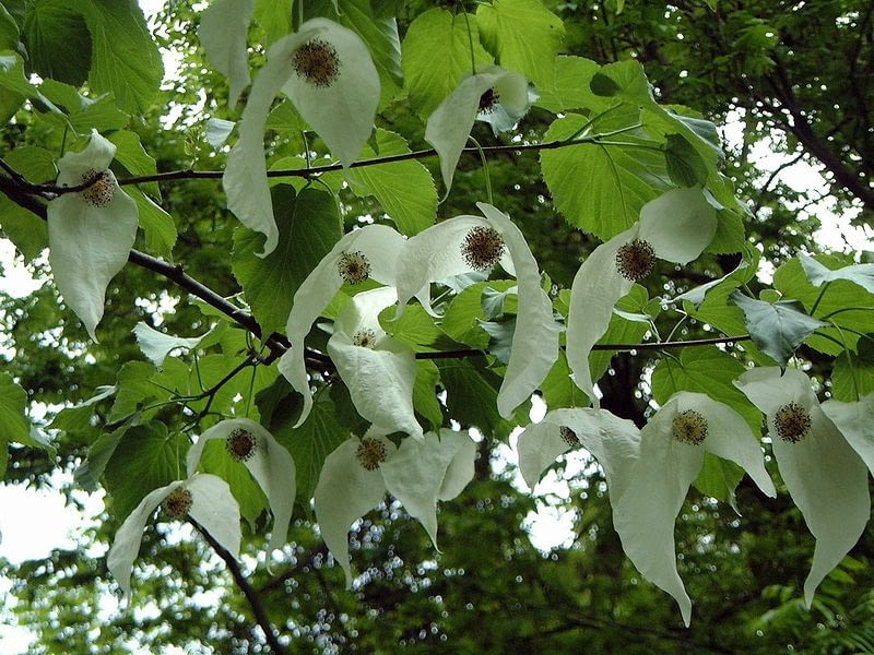 Encyklopedia roślin: Dawidia chinska  Davidia involucrata