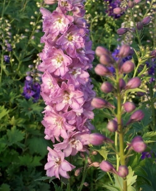 Encyklopedia roślin: Ostrozka ogrodowa Excalibur  Lilac rose white bee