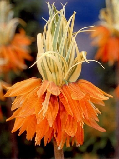 Szachownica Aureomarginata. Kwiaty cebulowe