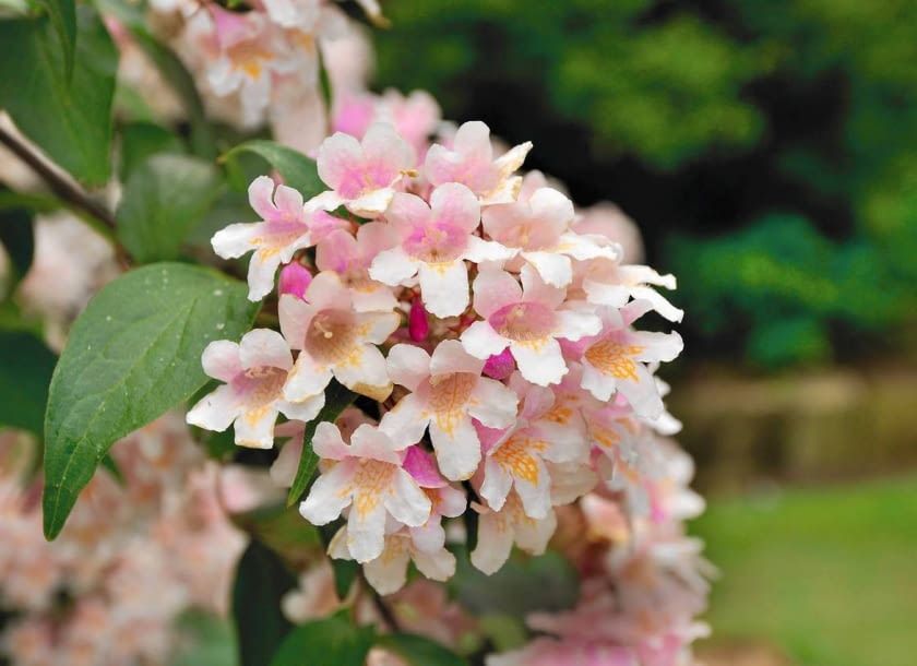 WNĘTRZE kwiatu zdobią delikatne włoski i marmurkowy żółty wzorek.