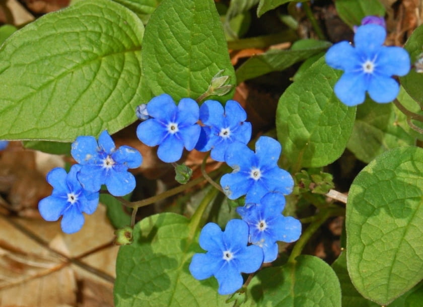 Encyklopedia roślin: Omphalodes verna