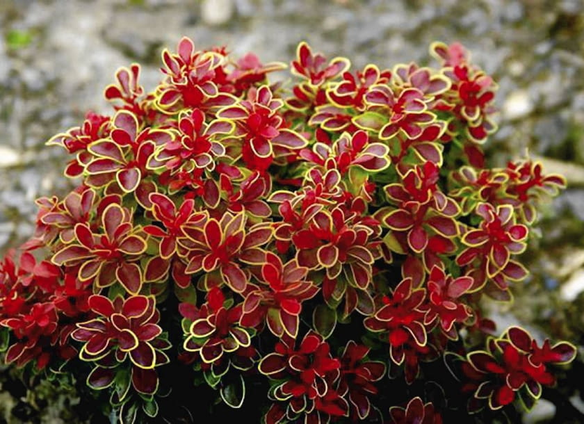 OGROD NA GLEBACH PRZECIETNYCH ROSLINY KRZEW BERBERYS THUNBERGA BERBERIS THUNBERGII ' ADMIRATION ' FOT. WIESLAW GAWRYS PUBLIKACJA OGRODY NUMER SPECJALNY 1/2008 - OGROD DLA CIEBIE - 5 2008 SLOWA KLUCZOWE: ROSLINY OGRODY ZDJĘCIE DO WKŁADKI: PUBLIKACJA OGRODY NUMER SPECJALNY 1/2008 - OGROD DLA CIEBIE - CZASOPISMA