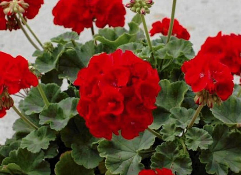 Pelargonia rabatowa 'Trend Dark Red'