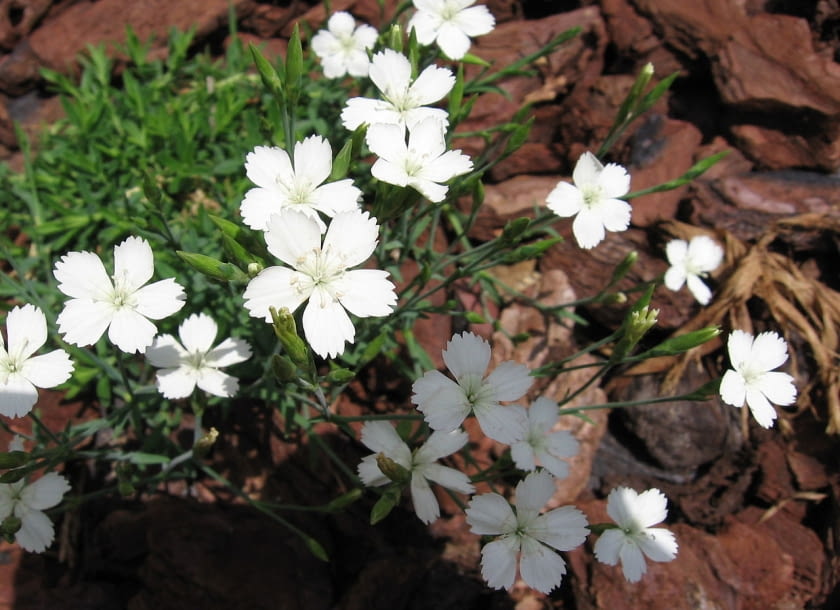 Encyklopedia roślin: Gozdzik kropkowany  Dianthus deltoides