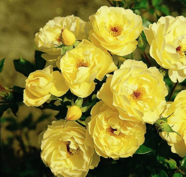 Roza okrywowa  Sonnenschirm  ma zolte kwiaty  polp Encyklopedia roślin: Roza okrywowa  Sonnenschirm  ma zolte kwiaty  polp