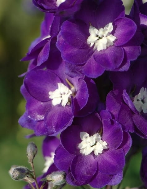 Encyklopedia roślin: Ostrozka ogrodowa Elatum  Purple passion