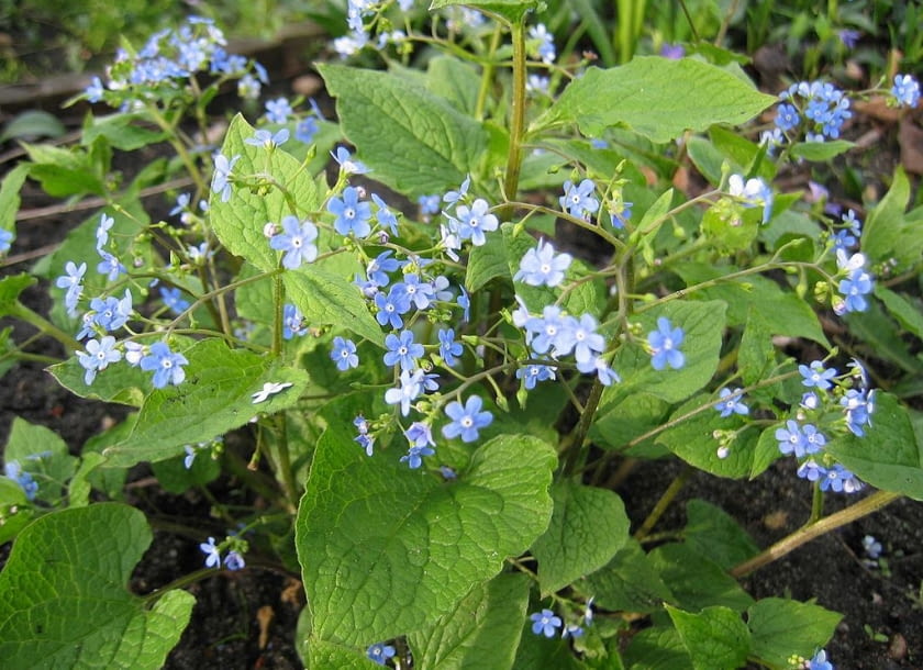 Encyklopedia roślin: Brunnera macrophhylla