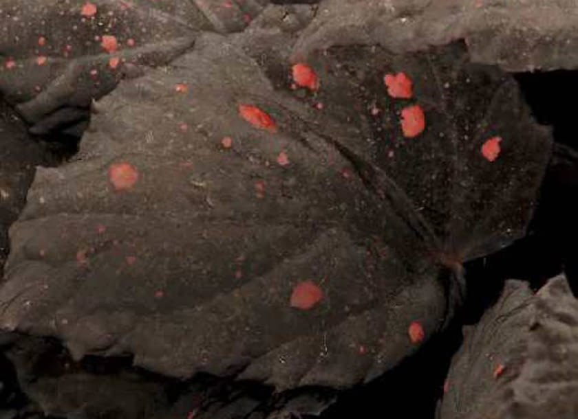 Oto mała próbka zaprezentowanych w tym roku na światowej wystawie roślin Chelsea Flower Show w Londynie premier odmian mieszańców begonii rozłogowych: czerwono nakrapiana 'DIAMOND QUEEN'