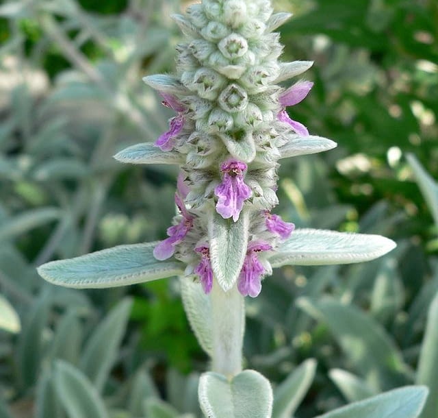 Encyklopedia roślin: Stachys byzantina
