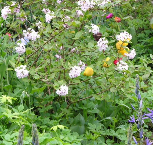 Kalina Burkwooda (Viburnum burkwoodii) - wykształca kuliste, białoróżowe kwiatostany wielkości do 8 cm. Dorasta do około 2 m. Liście, częściowo zimozielone są niewielkie, błyszczące. Jej intensywny, słodki zapach intryguje każdą osobę, która znajdzie się w zasięgu tej woni