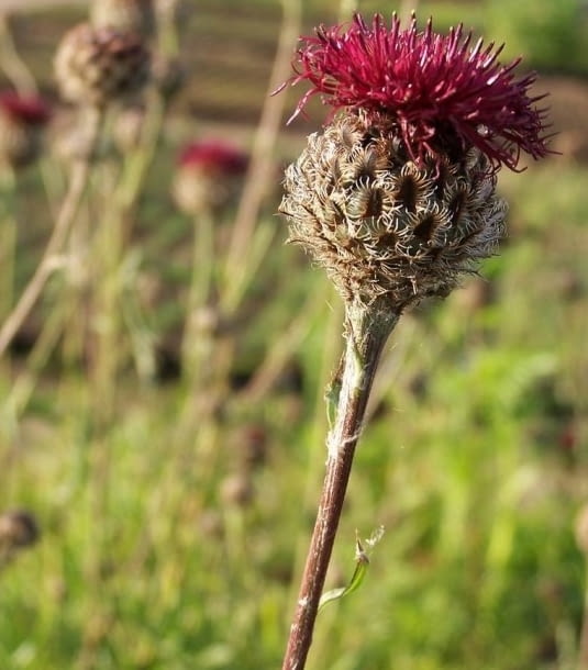 Encyklopedia roślin: 