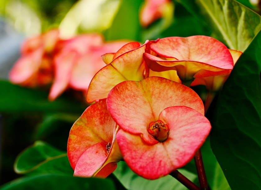 Wilczomlecz lśniący (Euphorbia mili) Wilczomlecz lśniący (Euphorbia mili)