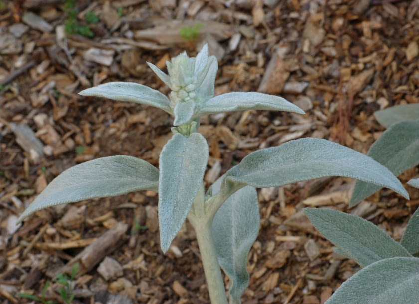 Encyklopedia roślin: Stachys byzantina