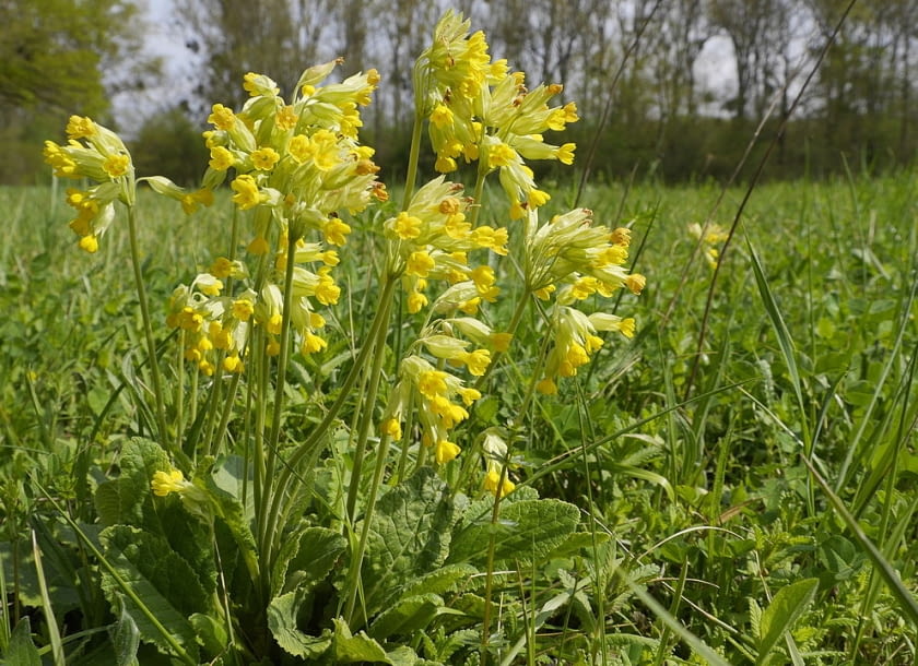 Encyklopedia roślin: Pierwiosnek lekarski